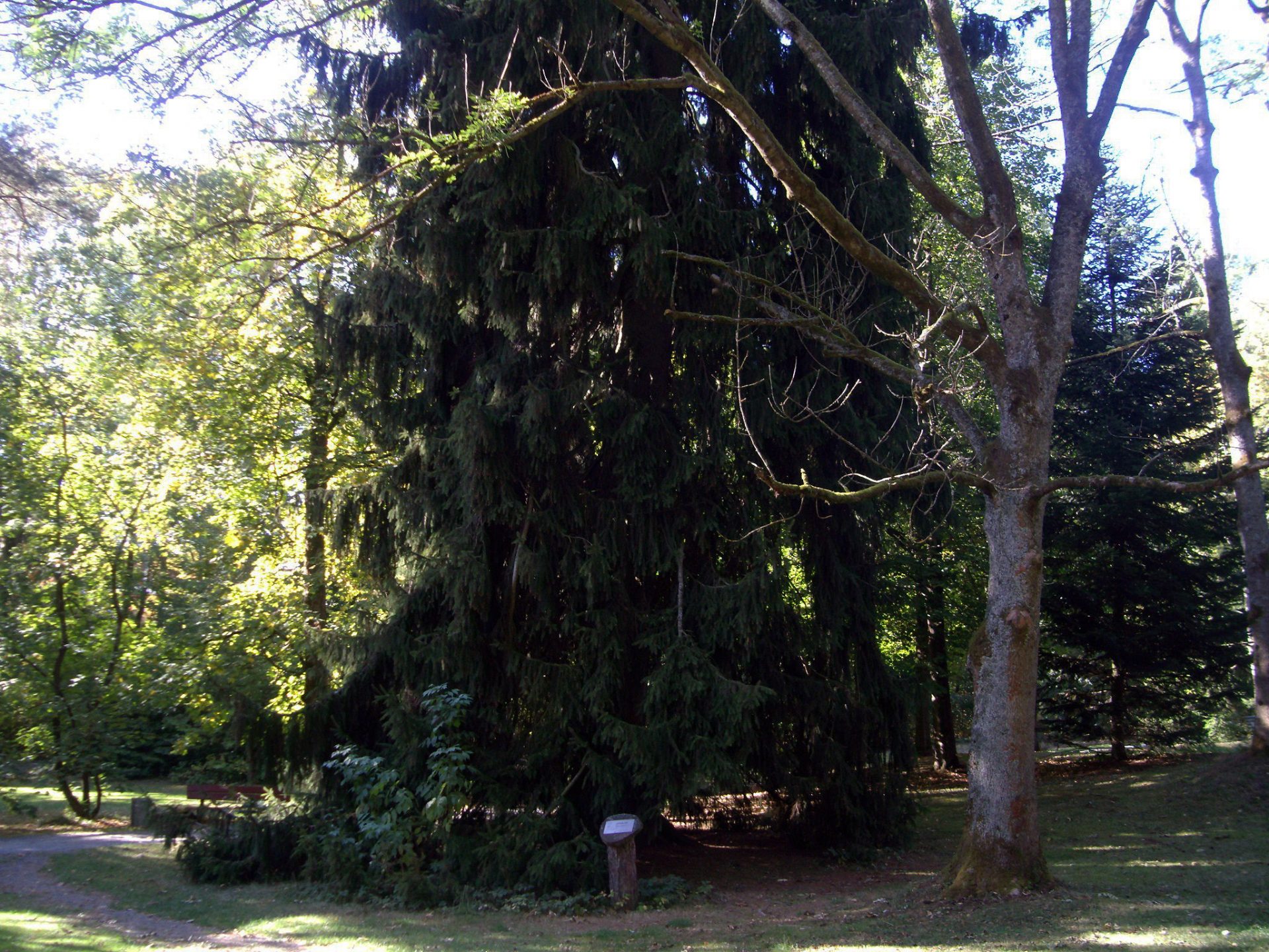 Lichtkraft im Kurpark Bad Steben