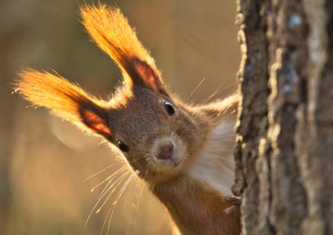 Naturerlebnis rund um Bad Steben