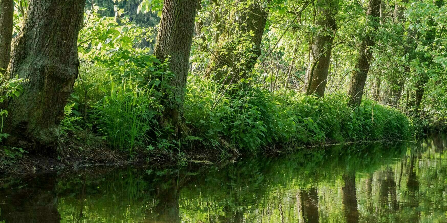 Waldbaden im Naturpark Frankenwald