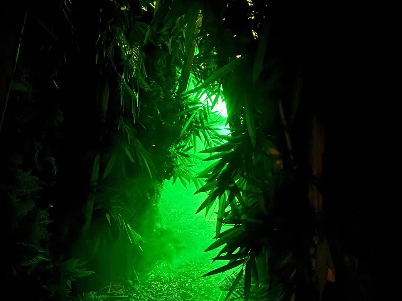 Dreamlabs-Dschungel-nebel